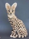 Serval