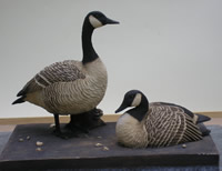 Canada Geese