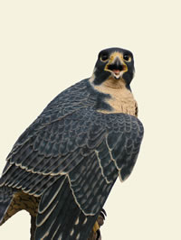 Peregrine