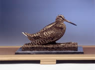 Woodcock